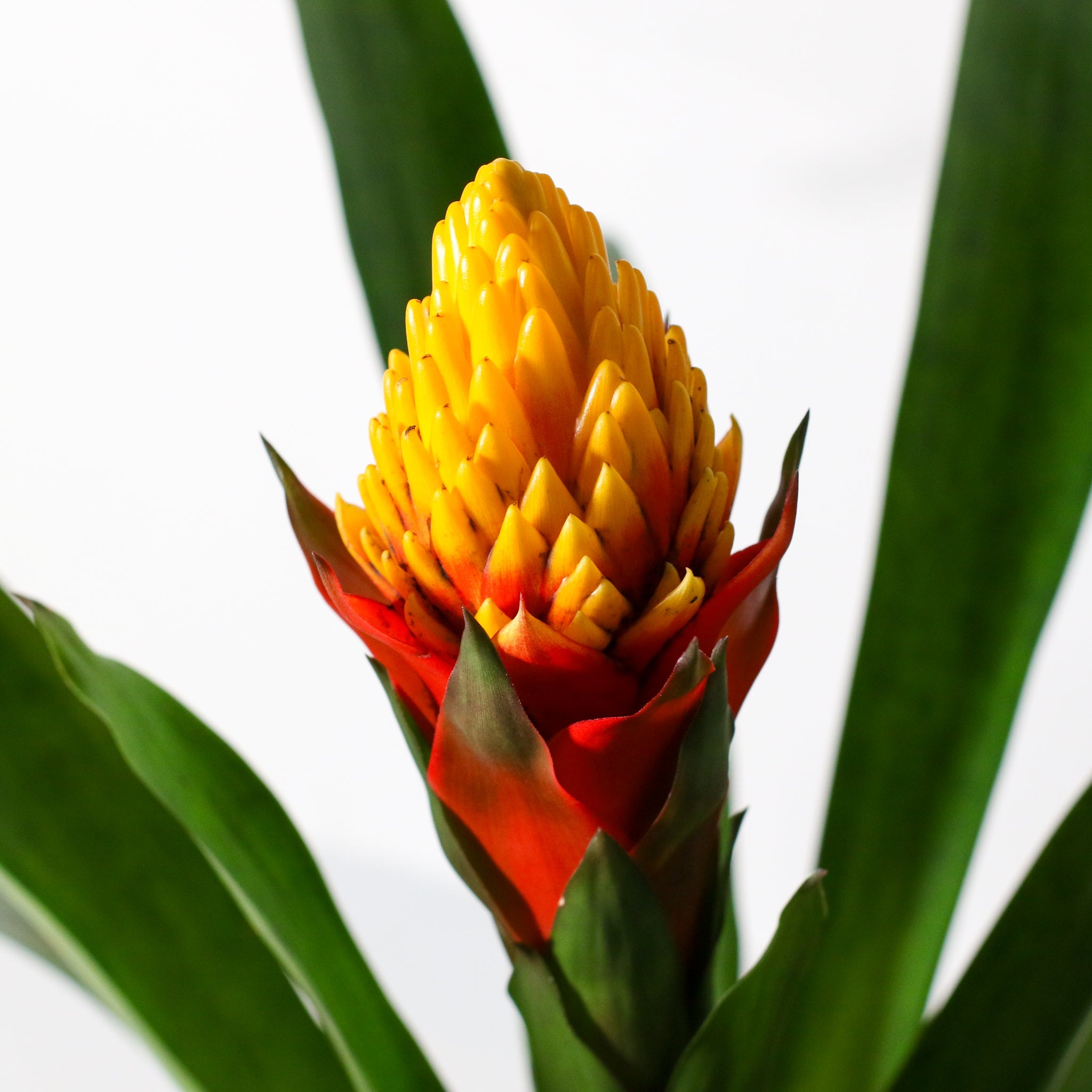 Guzmania Crown – Guzmania