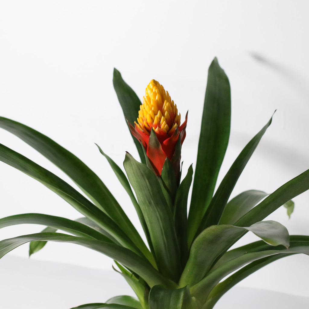 Guzmania Crown – Guzmania