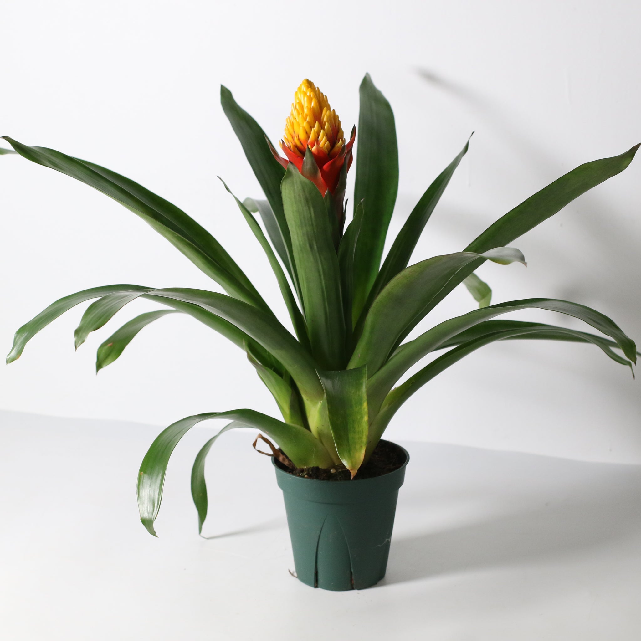 Guzmania Crown – Guzmania