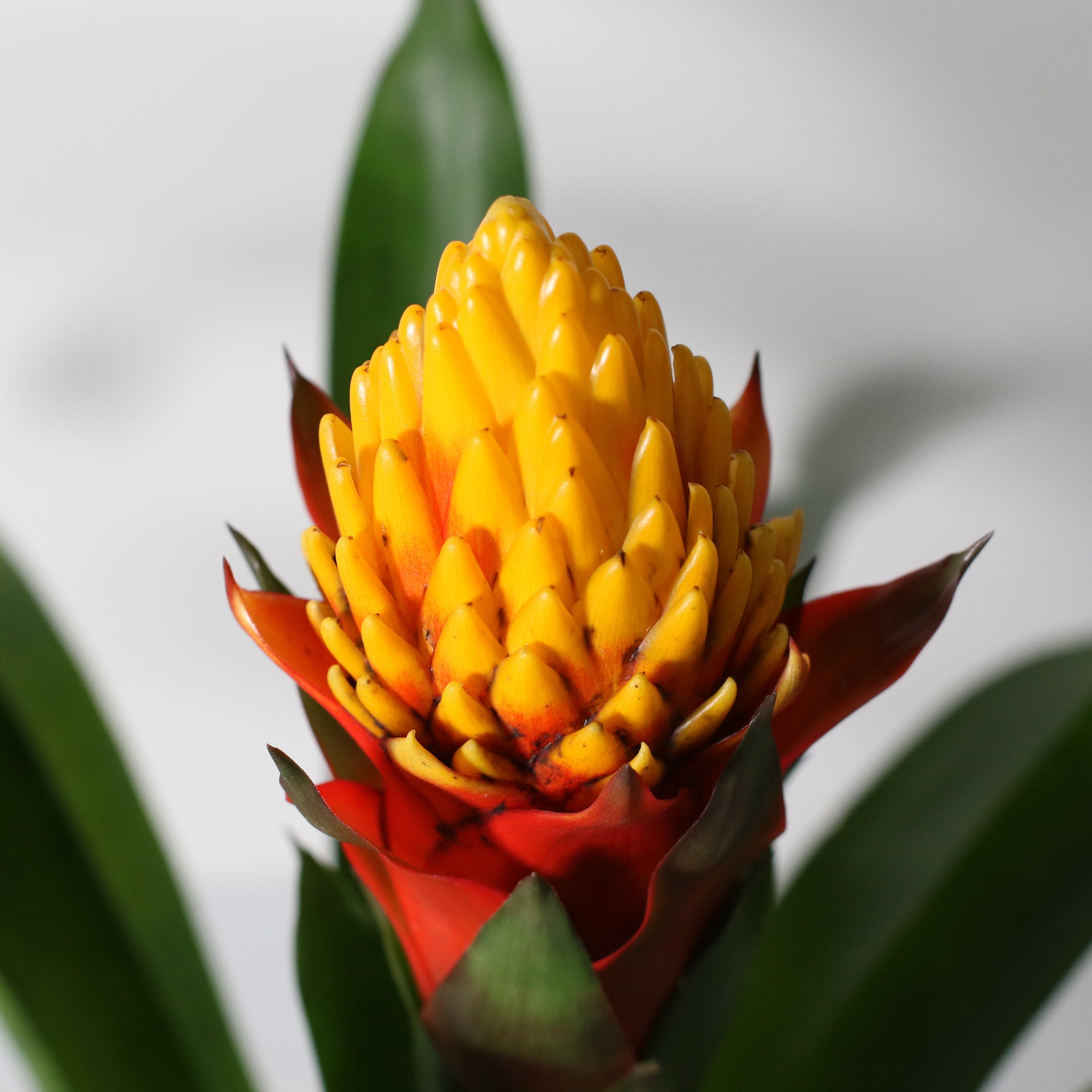 Guzmania Crown – Guzmania