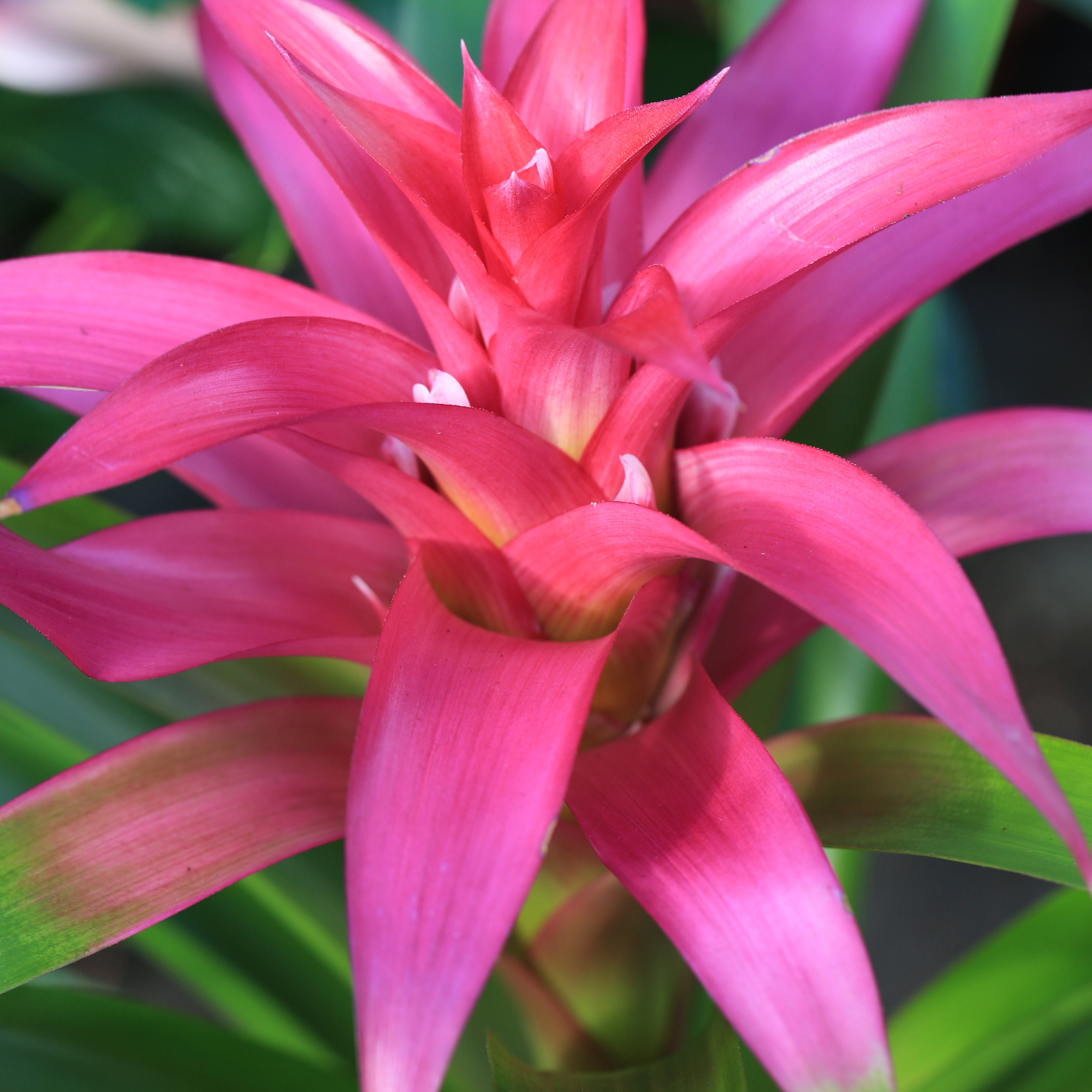 Guzmania Pink Bromelie