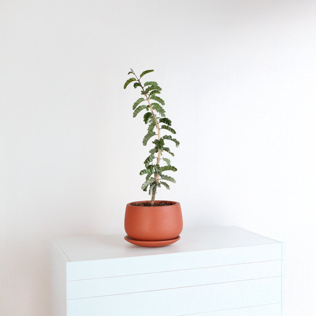 Hollywood Bonsai – Guaiacum sanctum (Lignum Vitae)