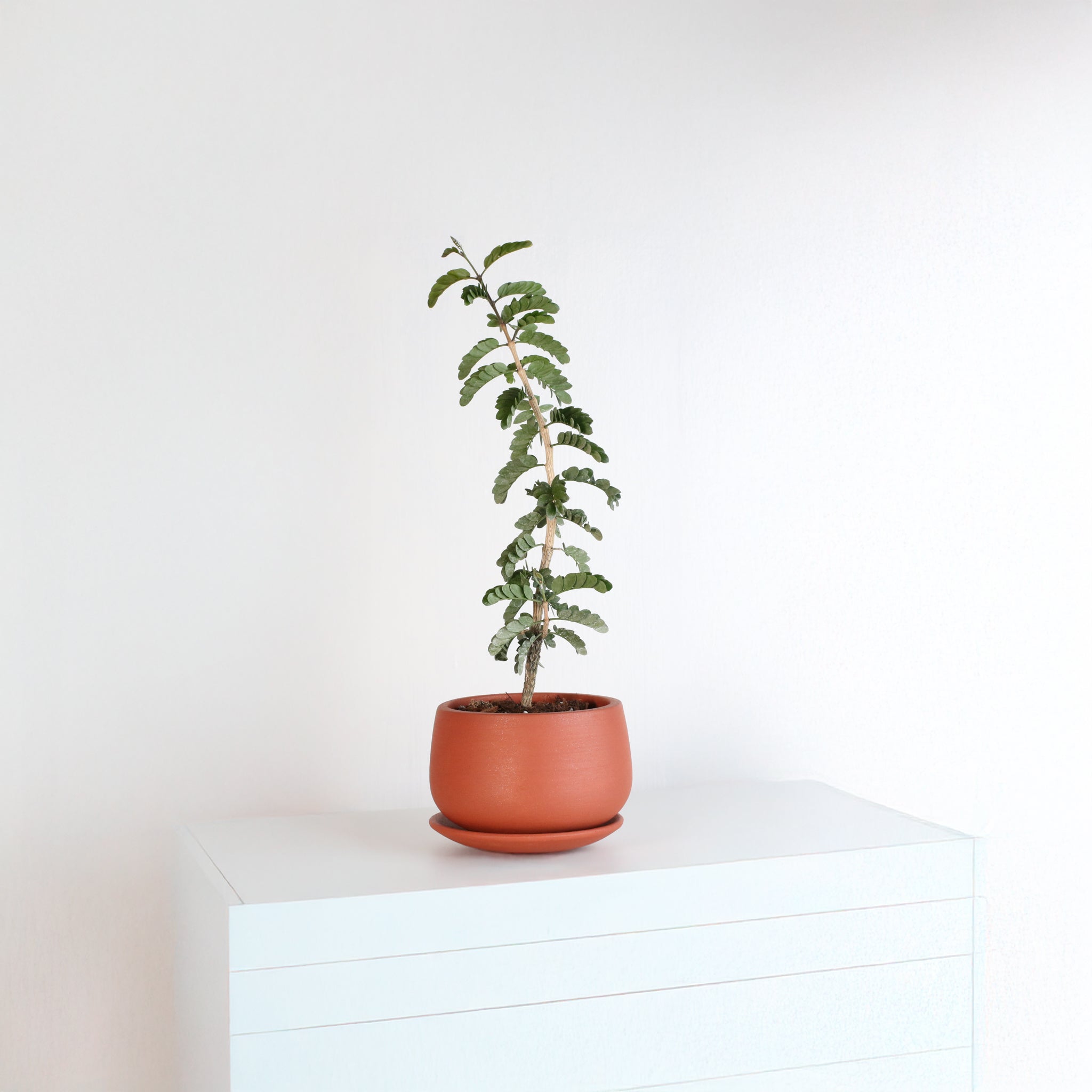 Hollywood Bonsai – Guaiacum sanctum (Lignum Vitae)