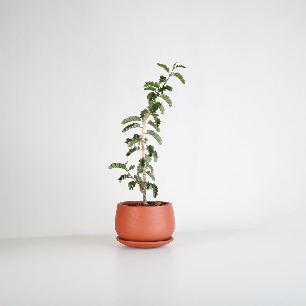 Hollywood Bonsai – Guaiacum sanctum (Lignum Vitae)