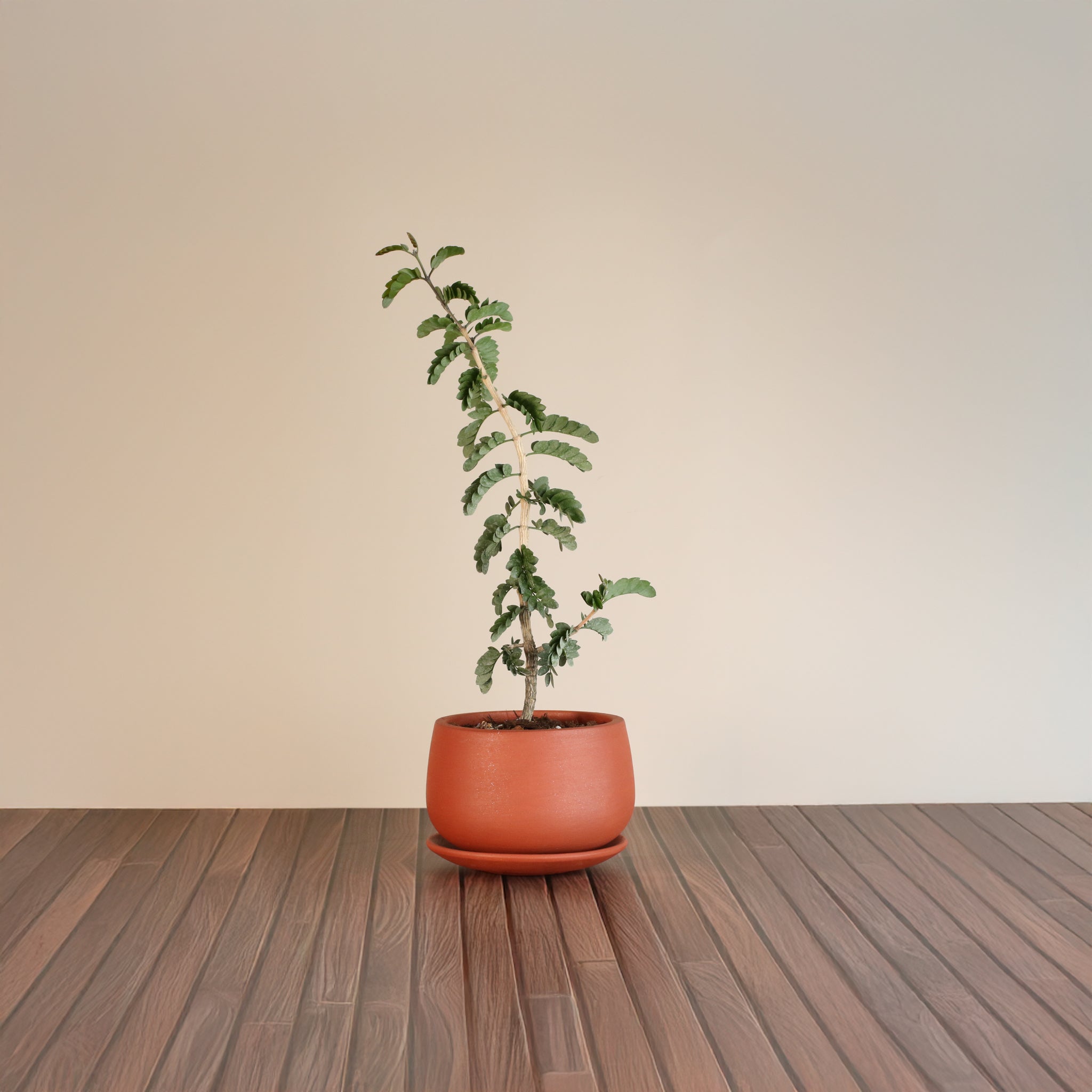 Hollywood Bonsai – Guaiacum sanctum (Lignum Vitae)