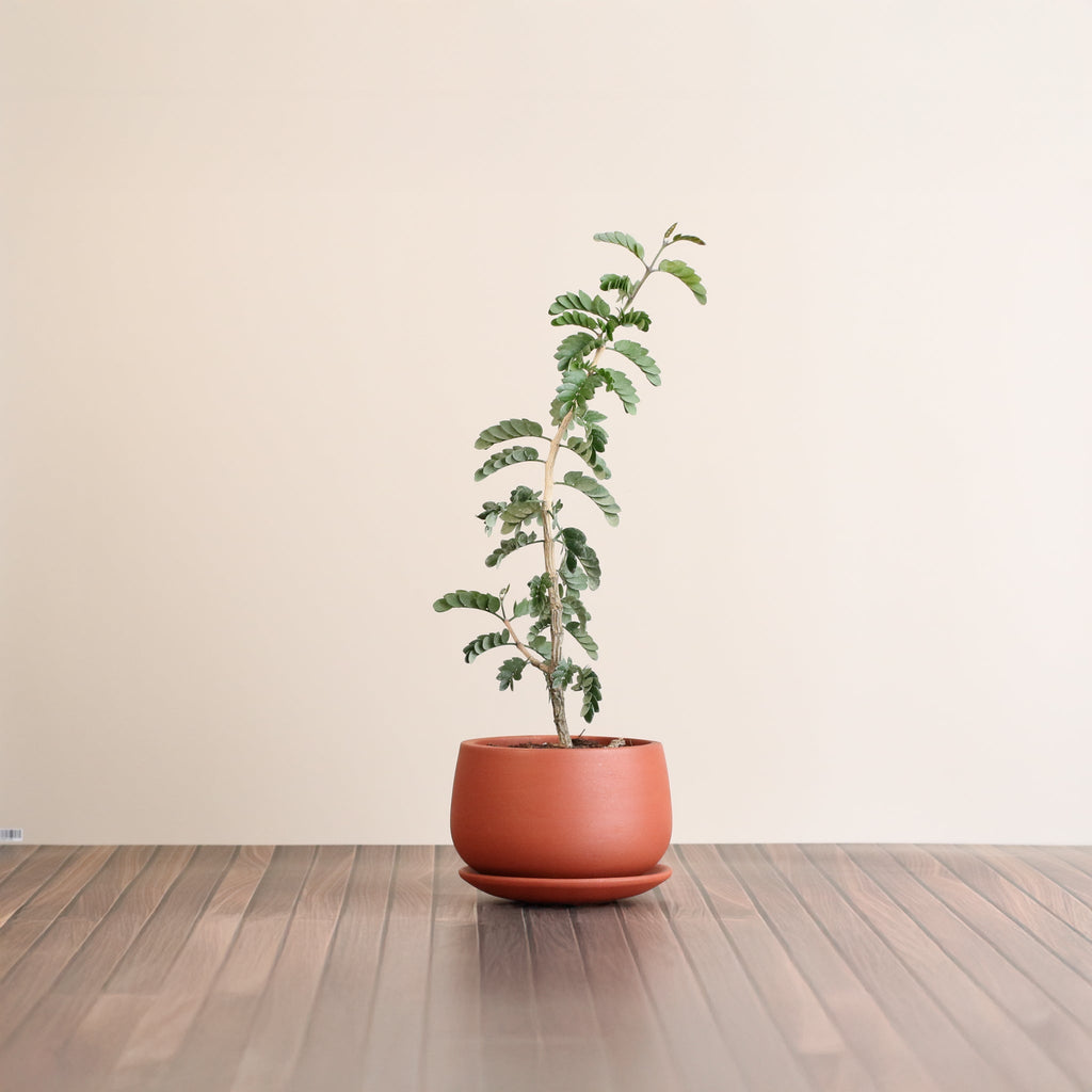 Hollywood Bonsai – Guaiacum sanctum (Lignum Vitae)