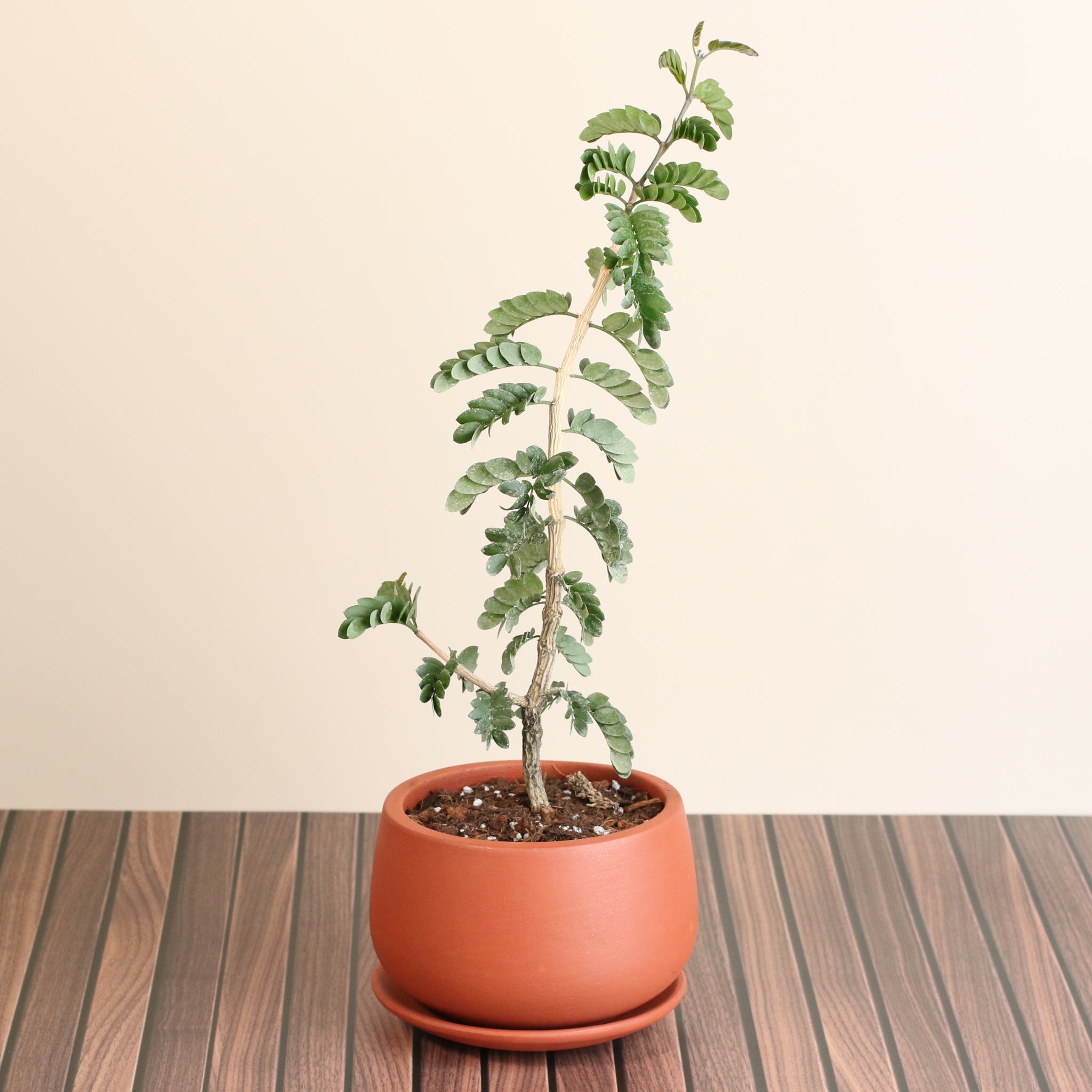 Hollywood Bonsai – Guaiacum sanctum (Lignum Vitae)