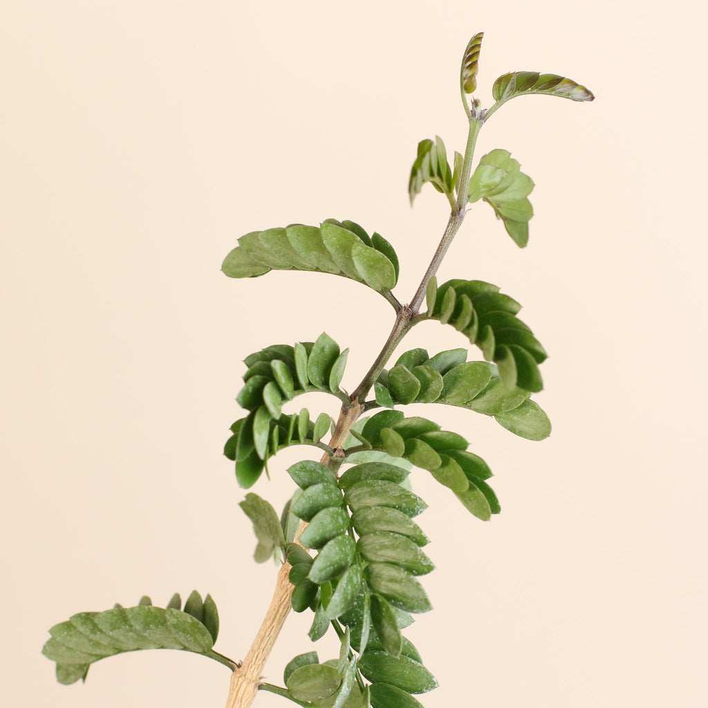 Hollywood Bonsai – Guaiacum sanctum (Lignum Vitae)