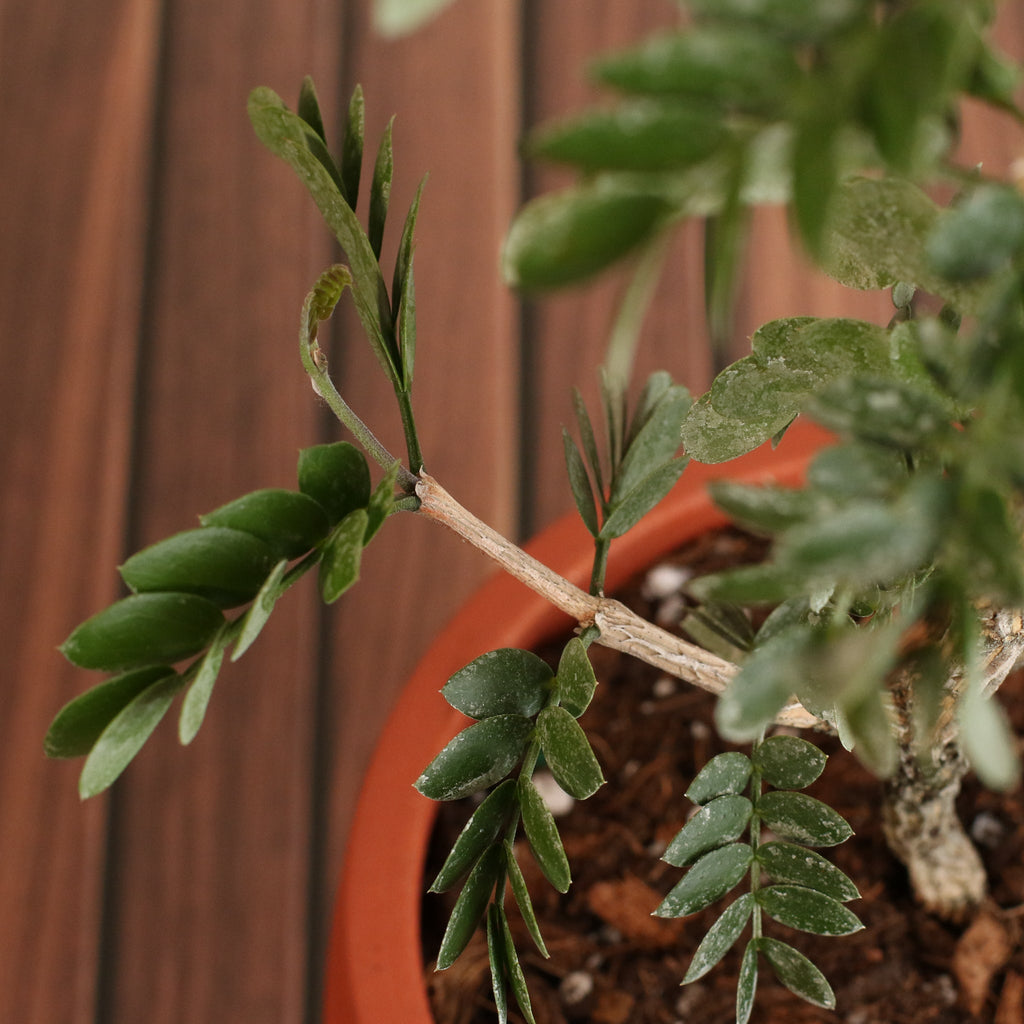 Hollywood Bonsai – Guaiacum sanctum (Lignum Vitae)
