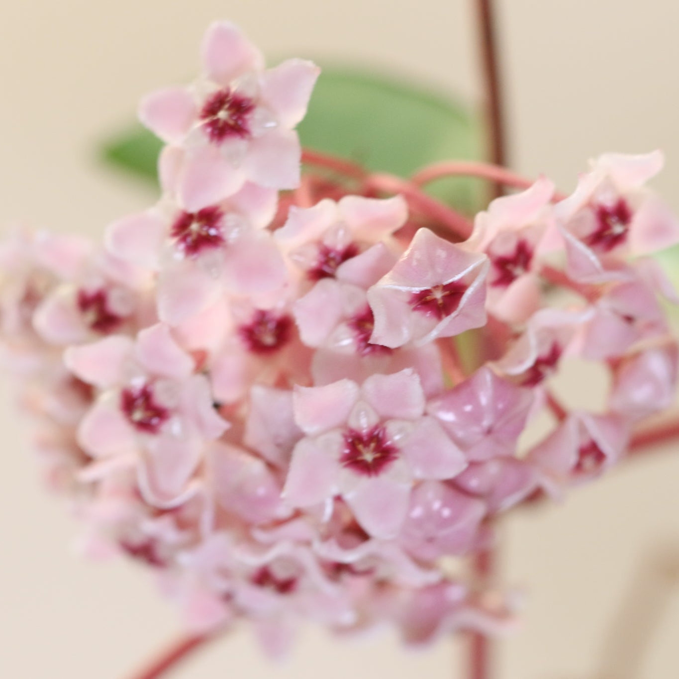 Hoya Krimson Queen
