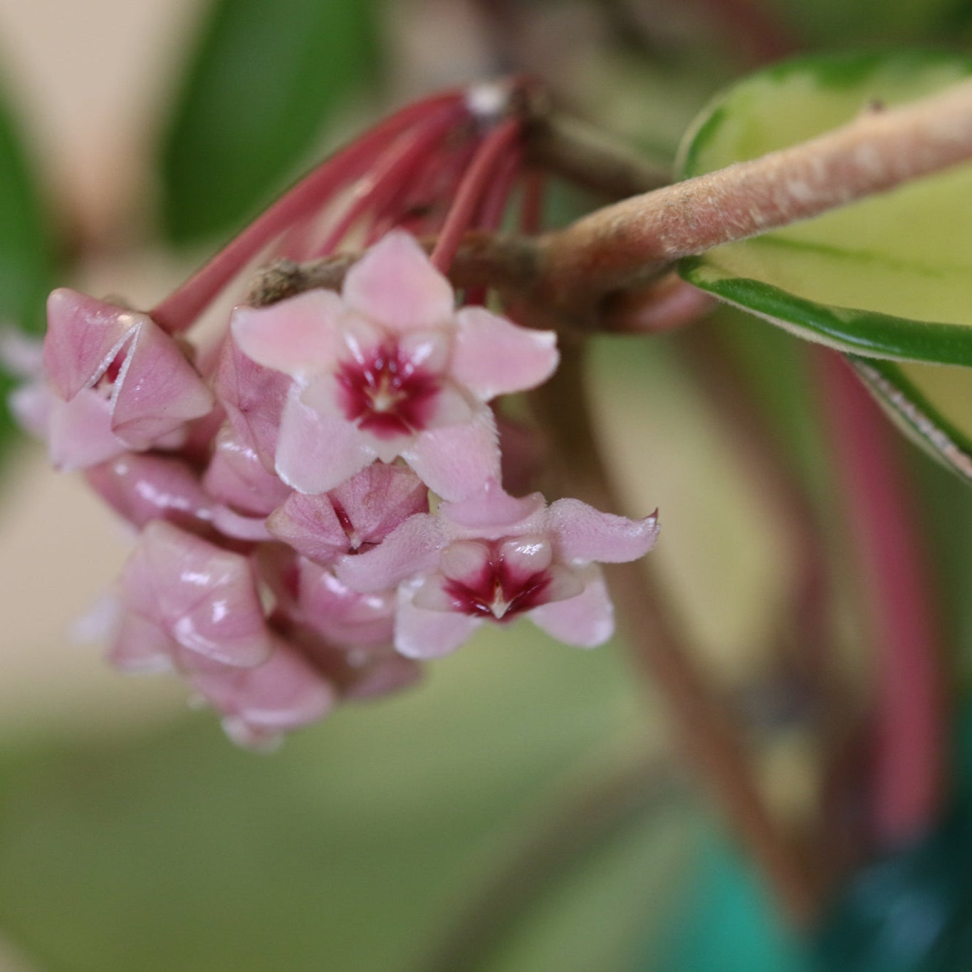 Hoya Krimson Queen
