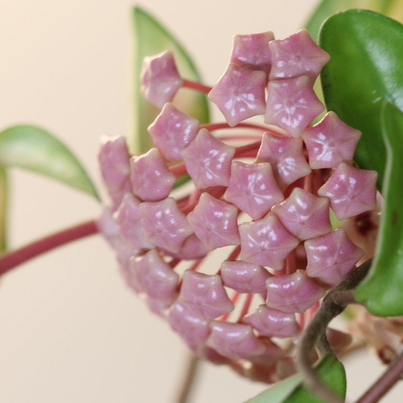 Hoya Krimson Queen