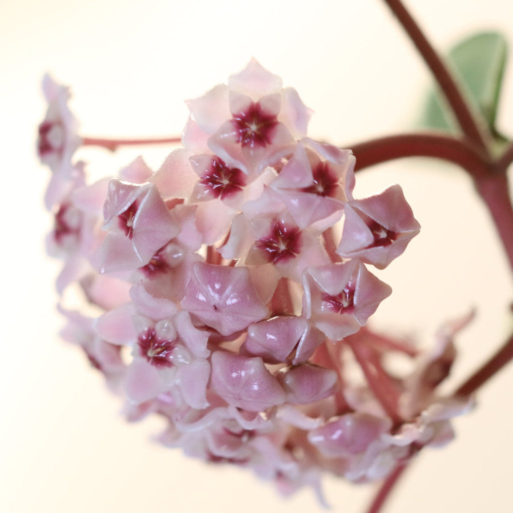 Hoya Krimson Queen