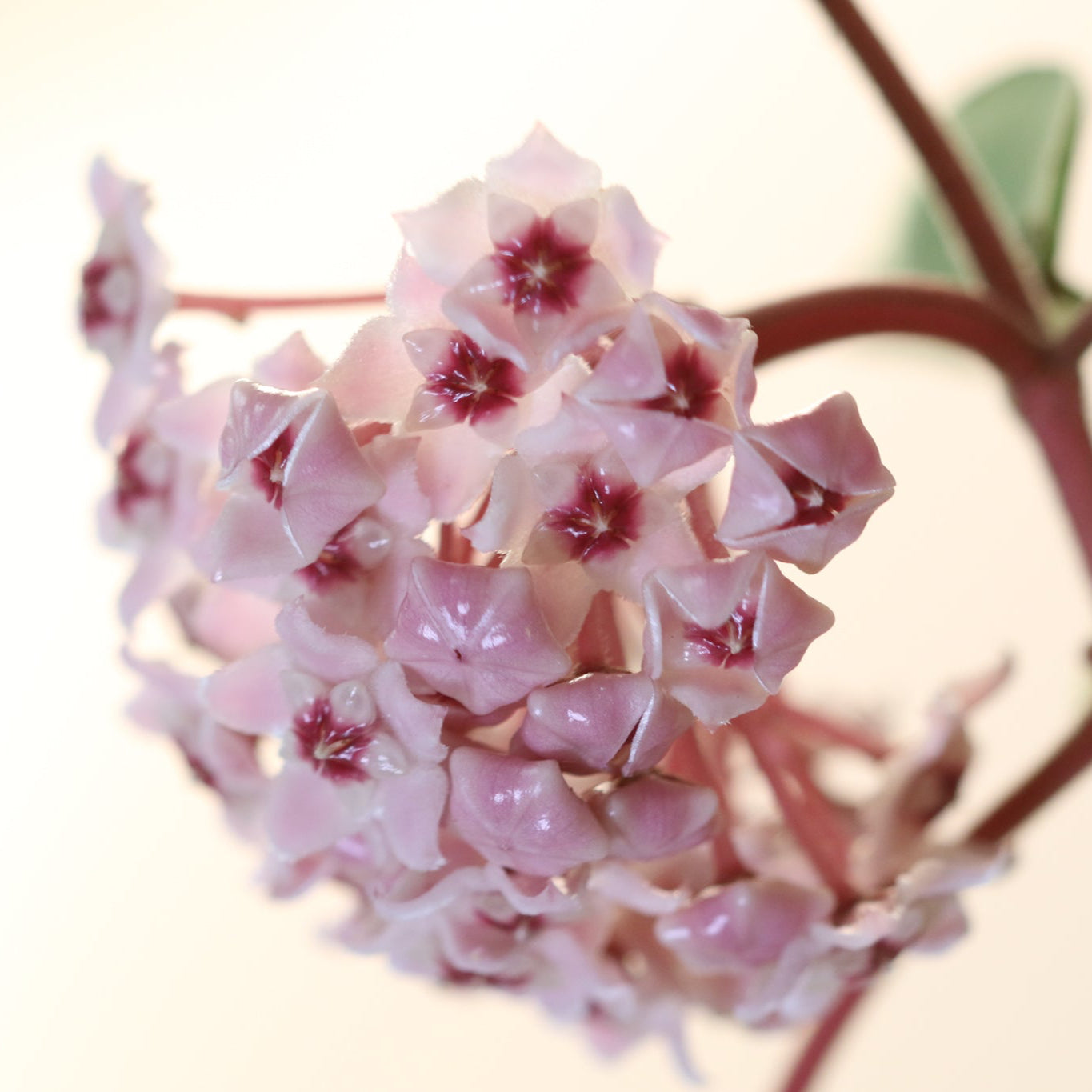 Hoya Krimson Queen