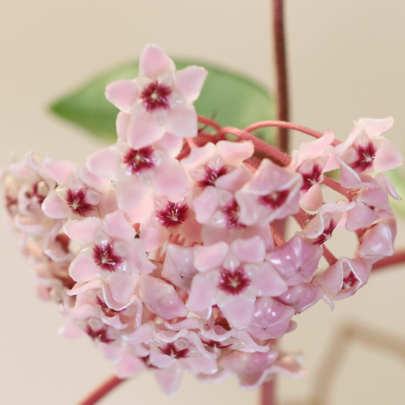 Hoya Krimson Queen