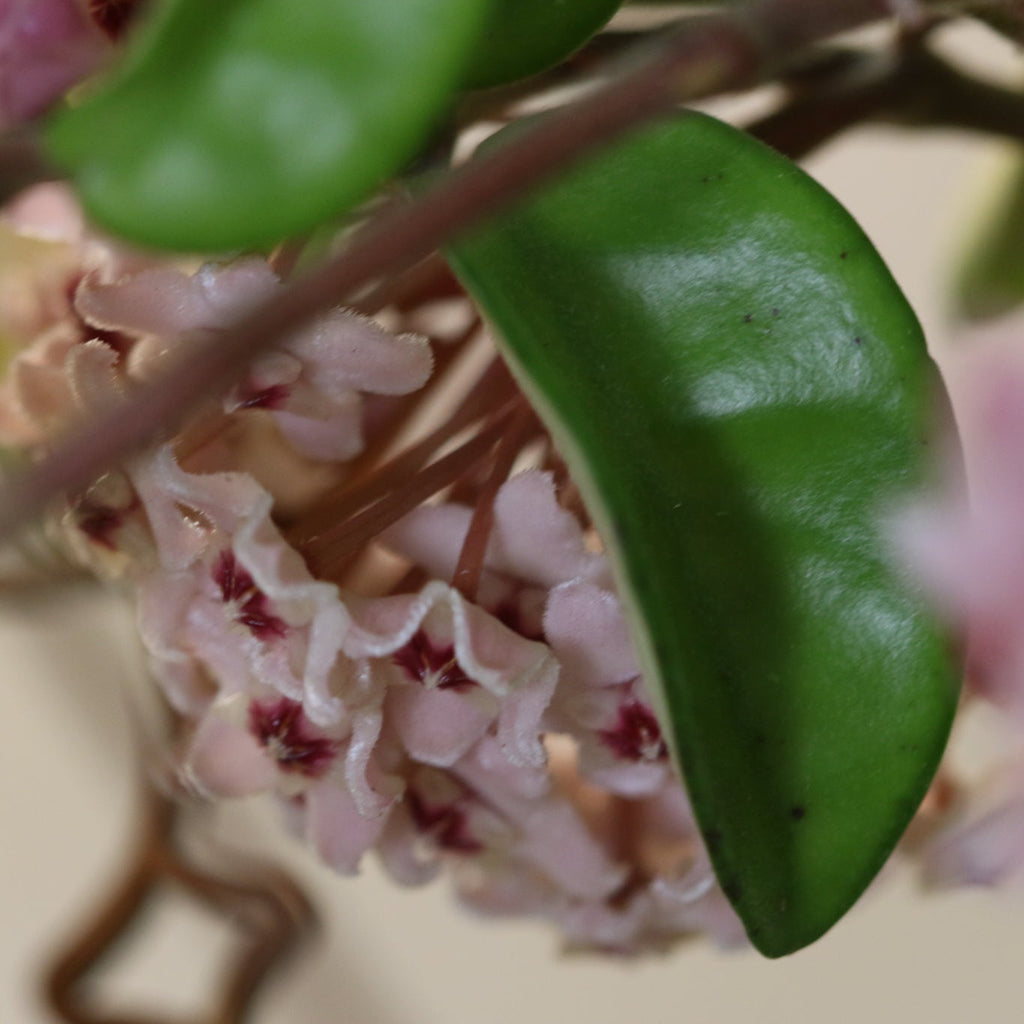 Hoya Krimson Queen