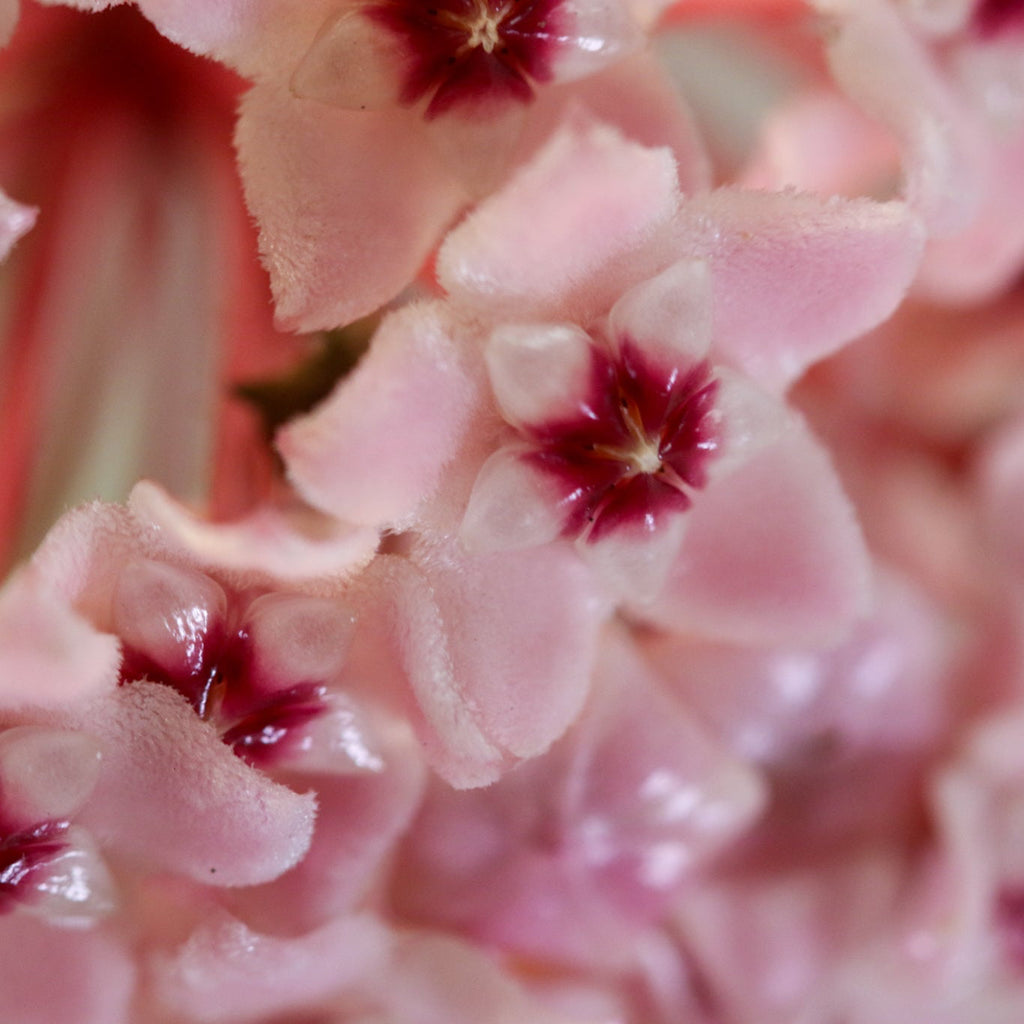 Hoya Krimson Queen
