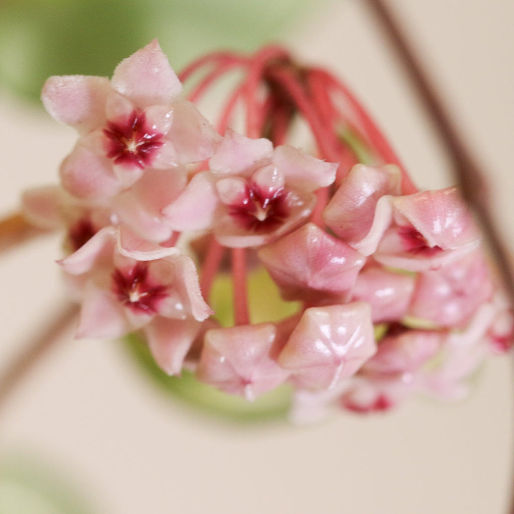 Hoya Krimson Queen