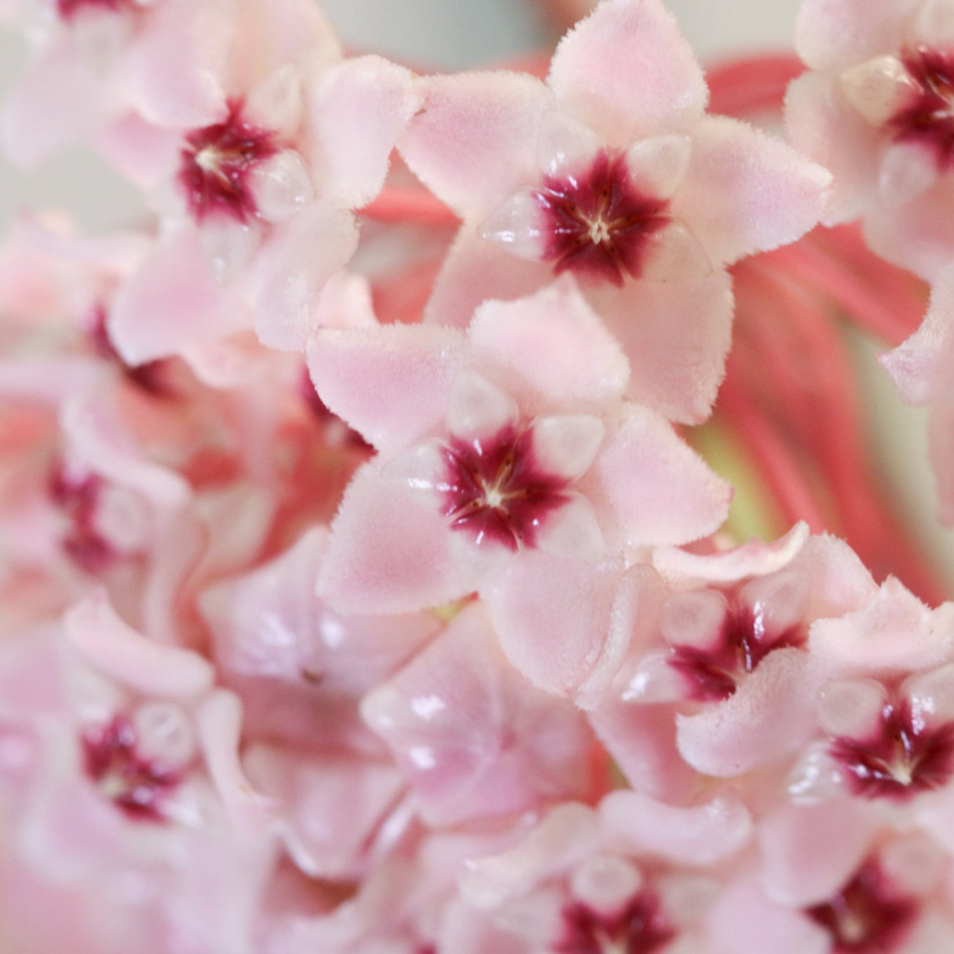 Hoya Krimson Queen
