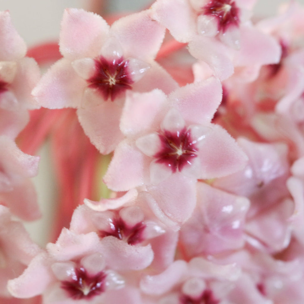 Hoya Krimson Queen