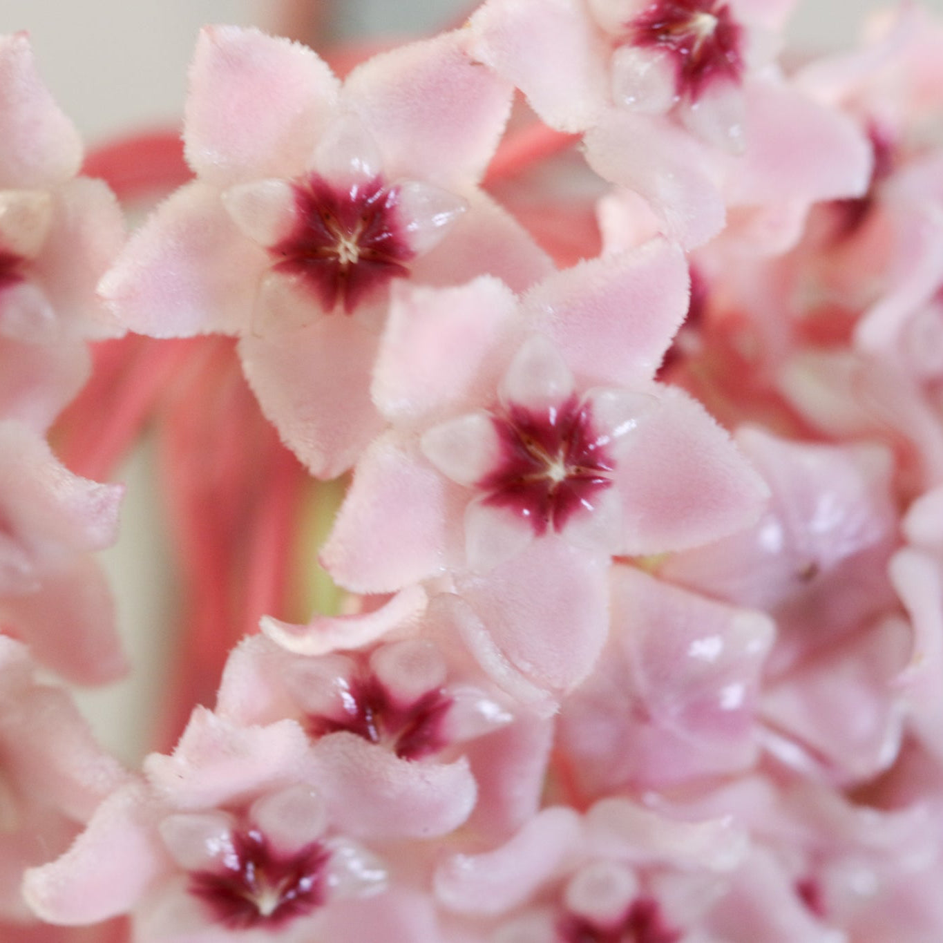 Hoya Krimson Queen
