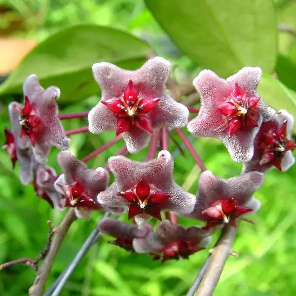 Hoya „Black Margin“
