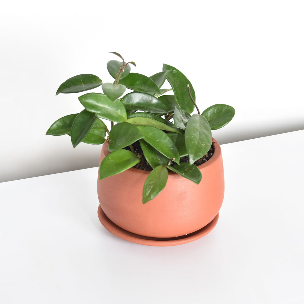 Hoya Carnosa
