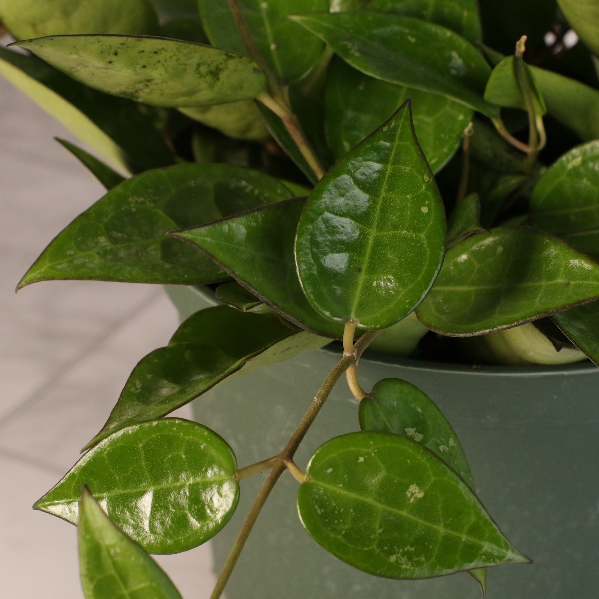 Hoya „Black Margin“