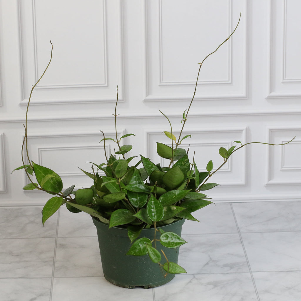 Hoya „Black Margin“