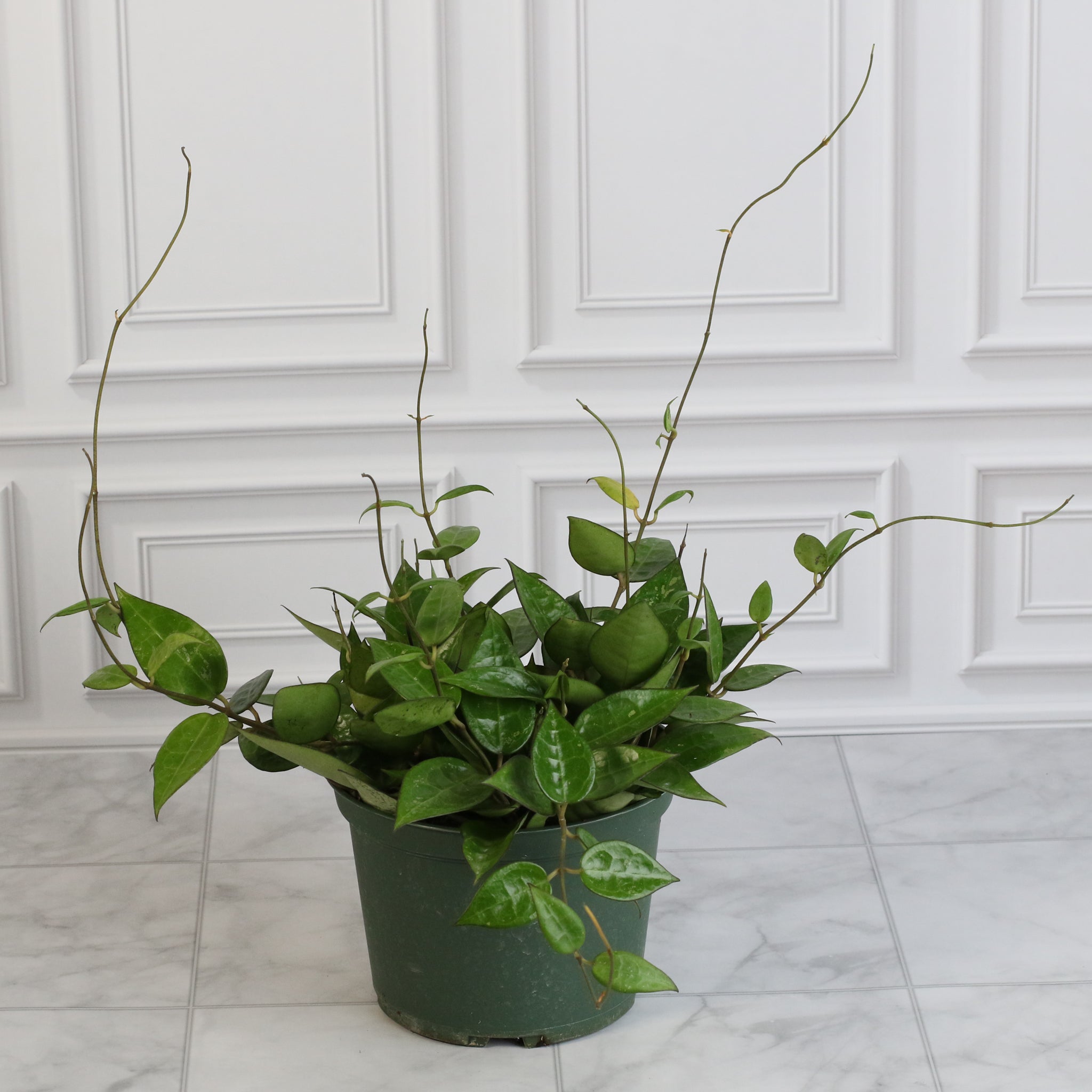 Hoya „Black Margin“