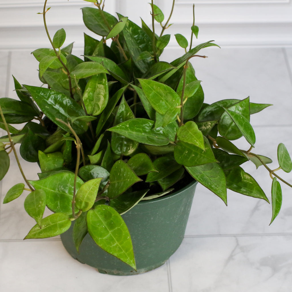 Hoya „Black Margin“