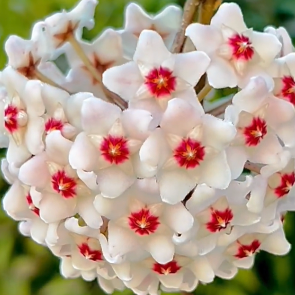 Hoya Carnosa