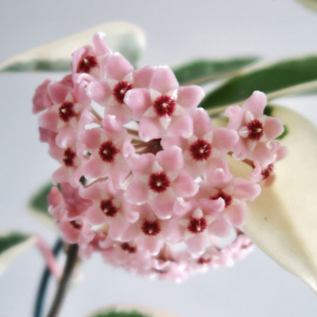 Hoya Krimson Queen
