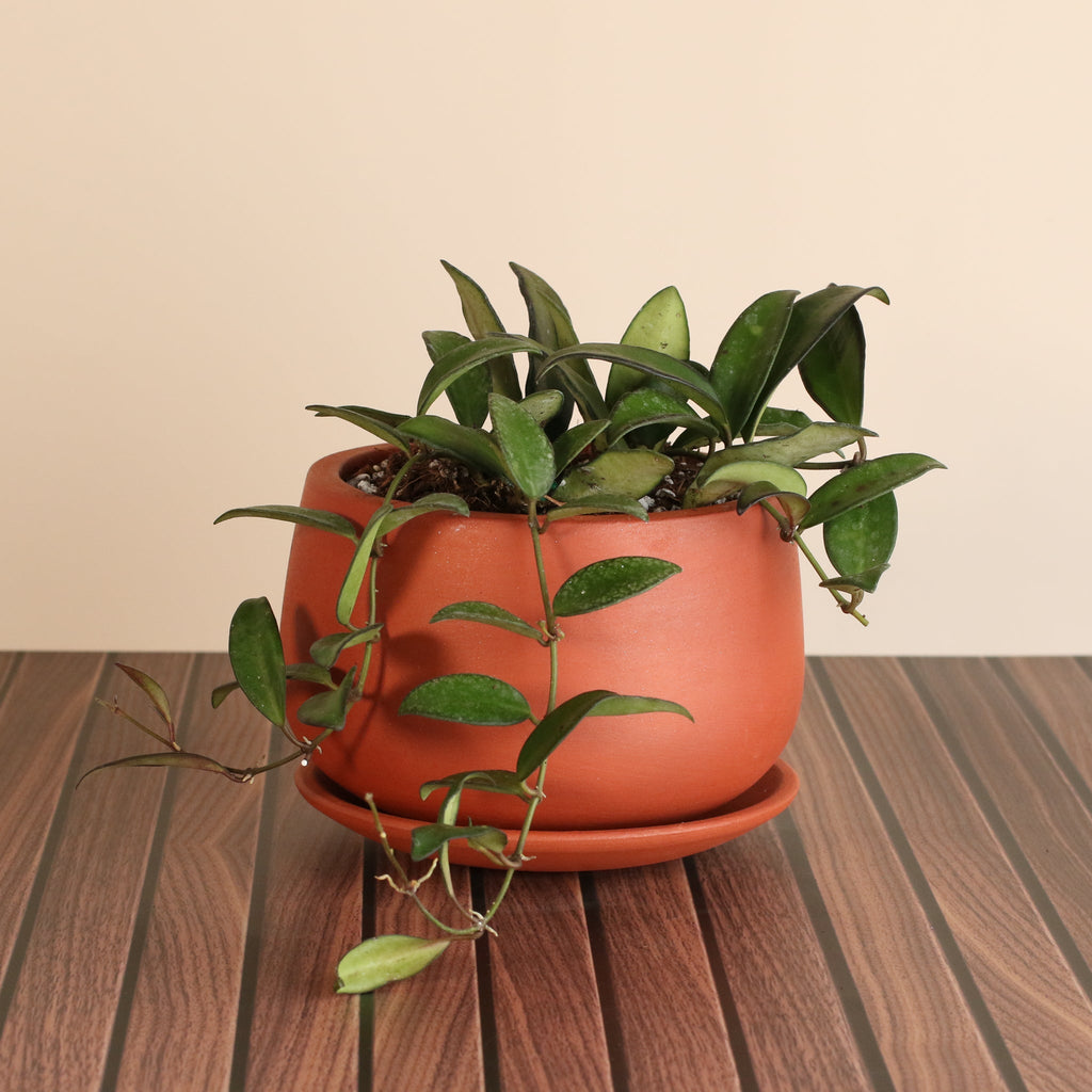Hoya Rosita