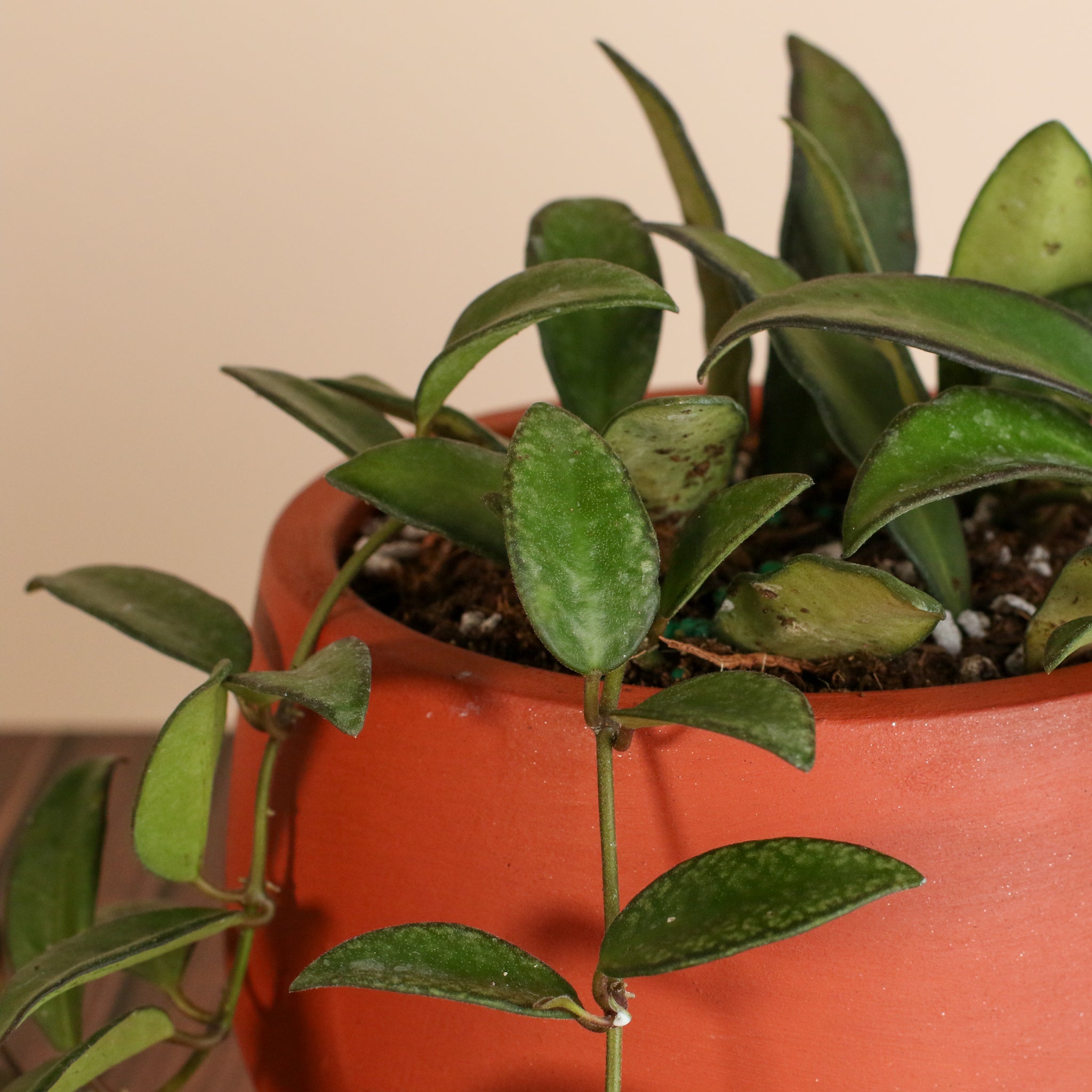Hoya Rosita
