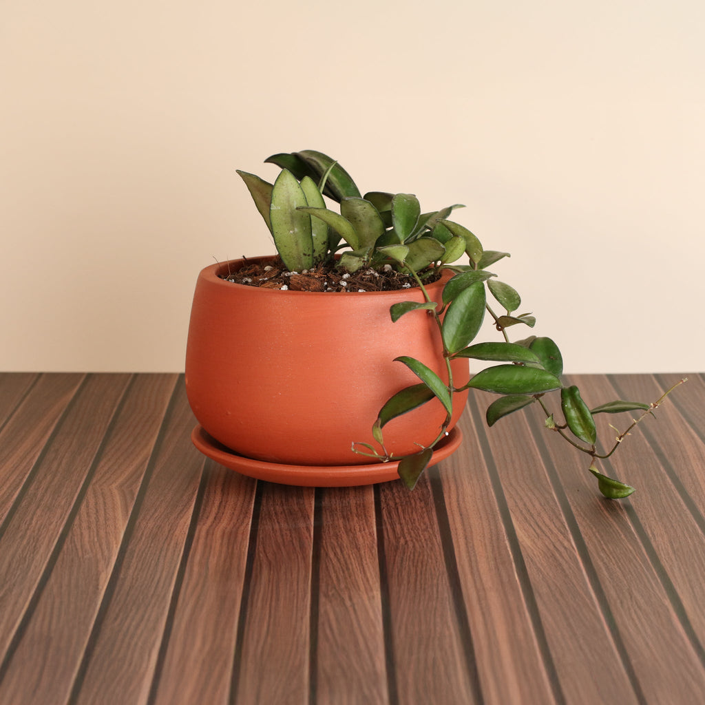 Hoya Rosita