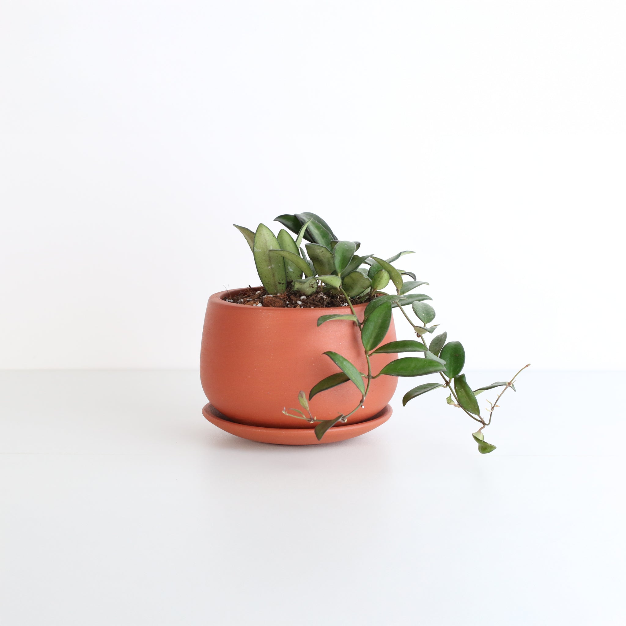 Hoya Rosita
