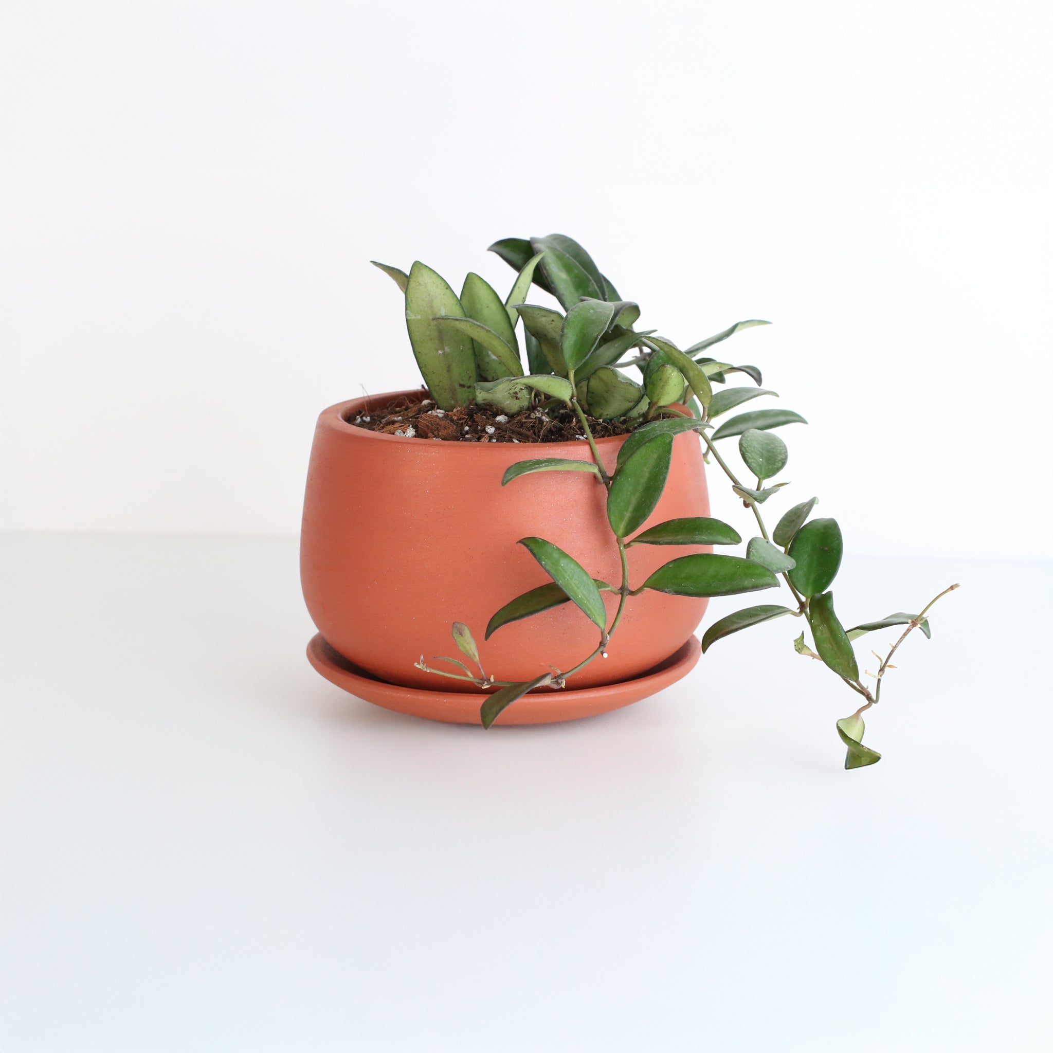 Hoya Rosita