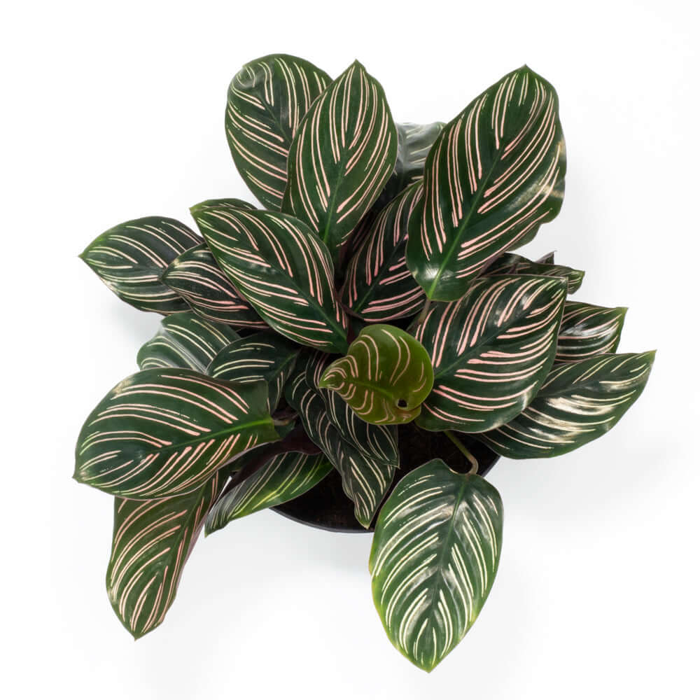 Calathea Pink Pinstripe (Ornata) – Gebetspflanze