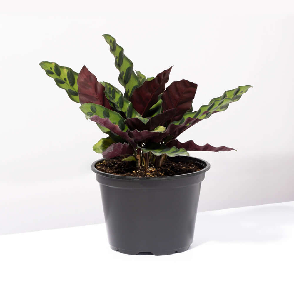 Calathea Rattlesnake – Gebetspflanze
