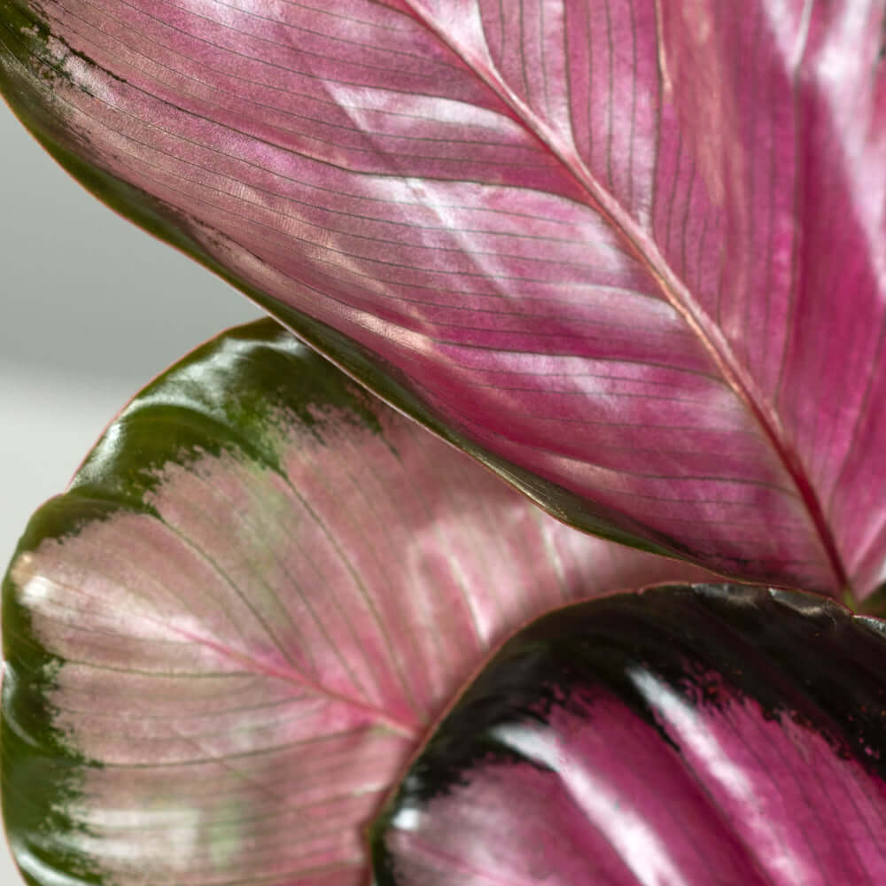 Calathea Rosy Pink – Gebetspflanze