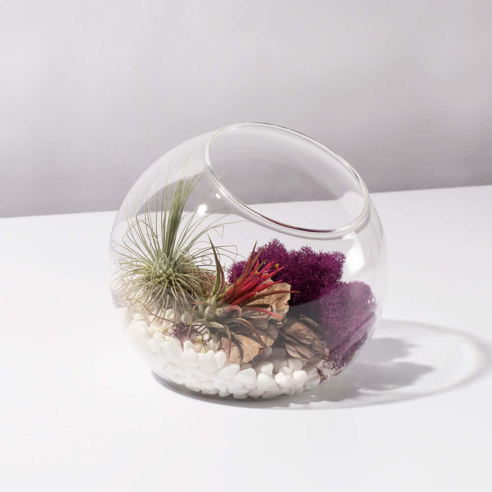 Air-Plant-Terrarium-Set