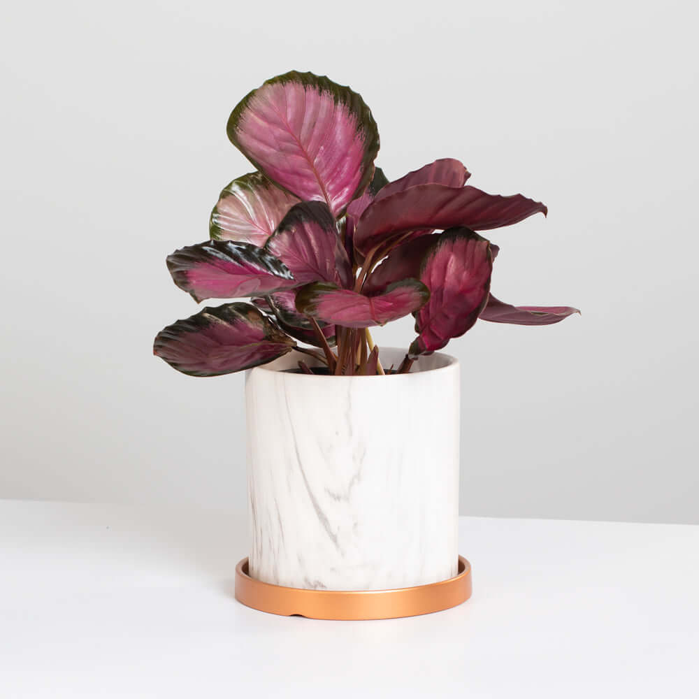 Calathea Rosy Pink – Gebetspflanze