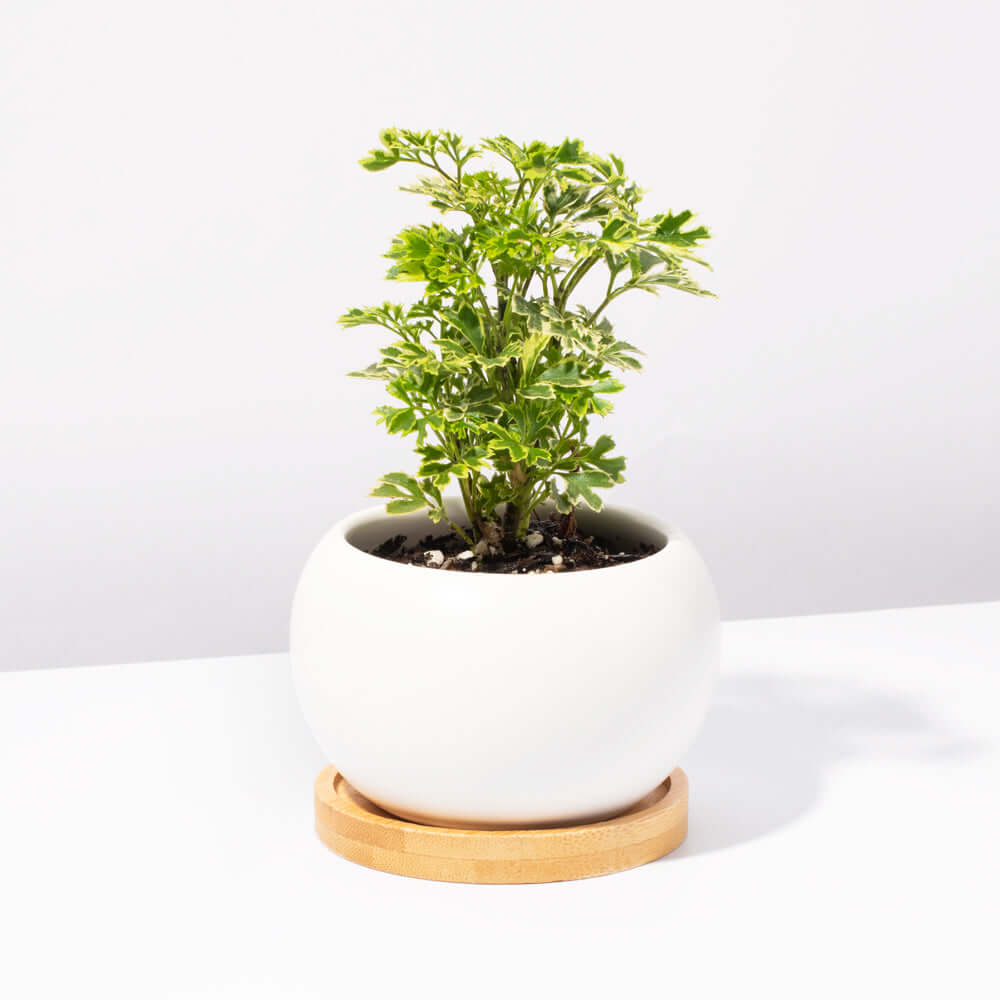 Ming-Aralie Schneeflocke - Polyscias fruticosa