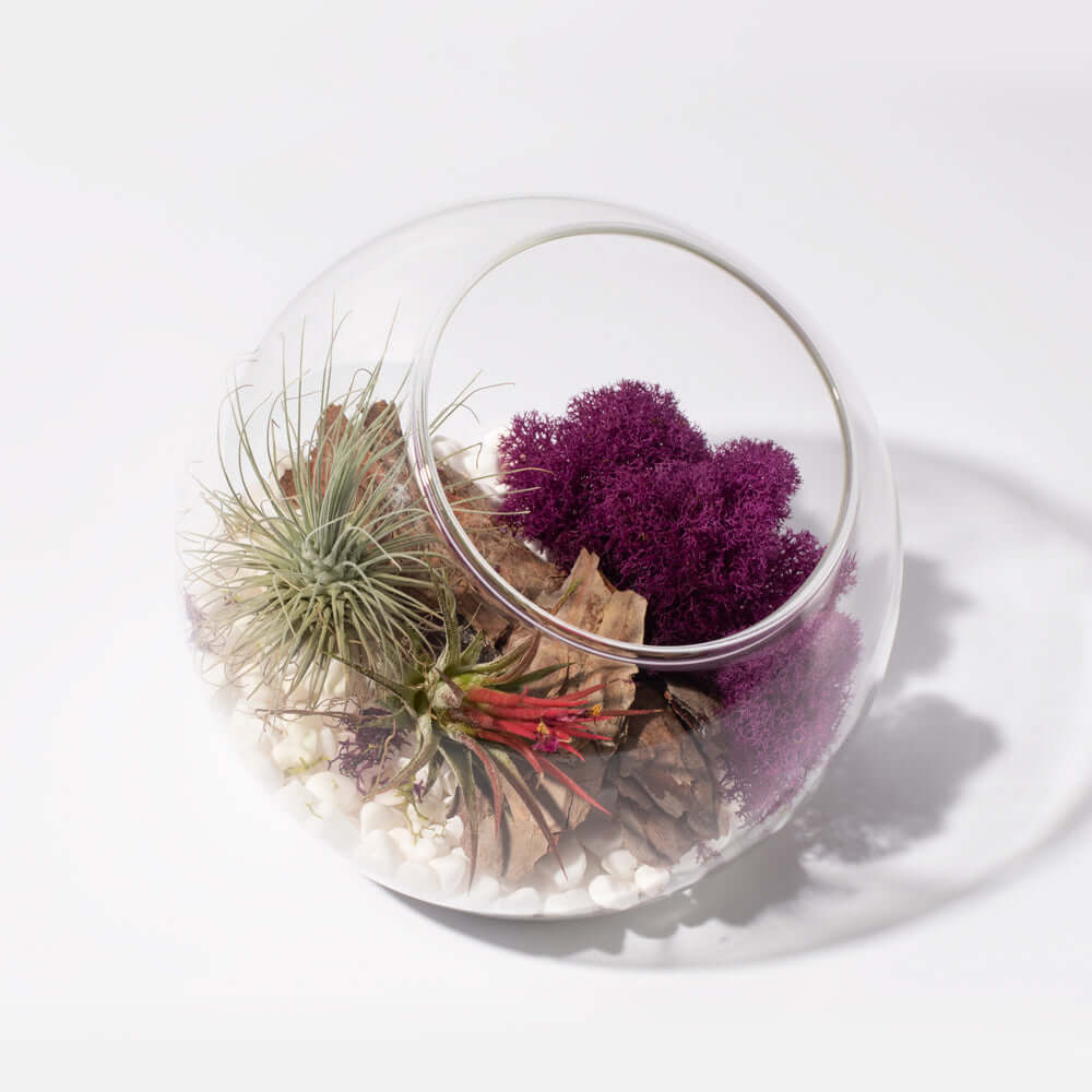 Air-Plant-Terrarium-Set