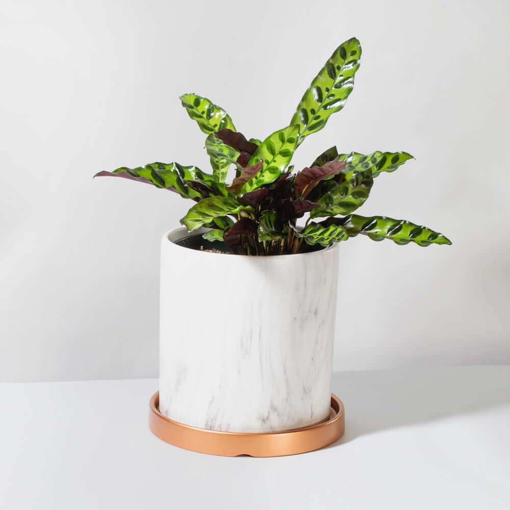 Calathea Rattlesnake – Gebetspflanze