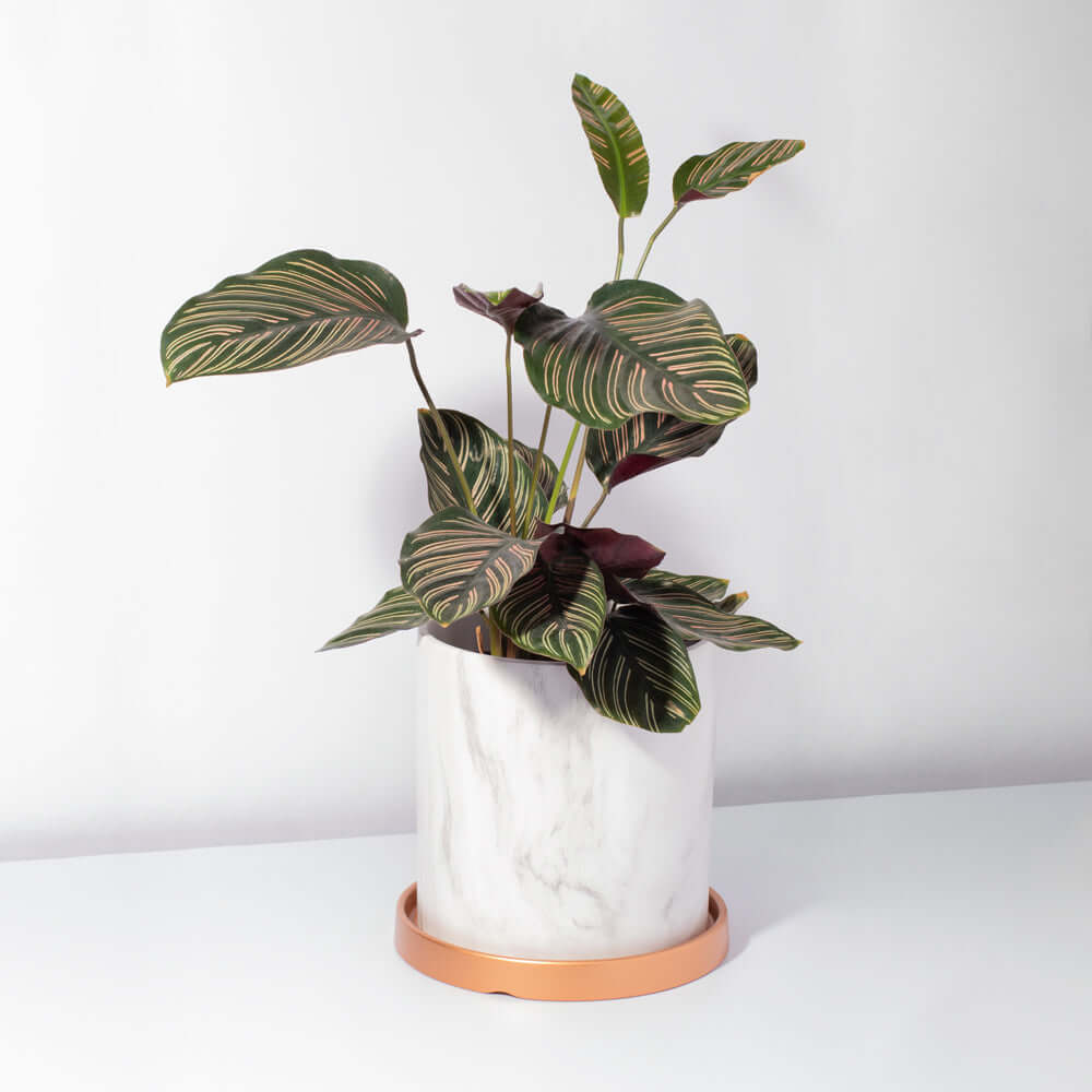 Calathea Pink Pinstripe (Ornata) – Gebetspflanze