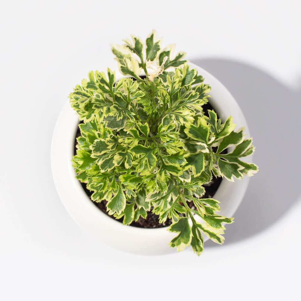 Ming-Aralie Schneeflocke - Polyscias fruticosa