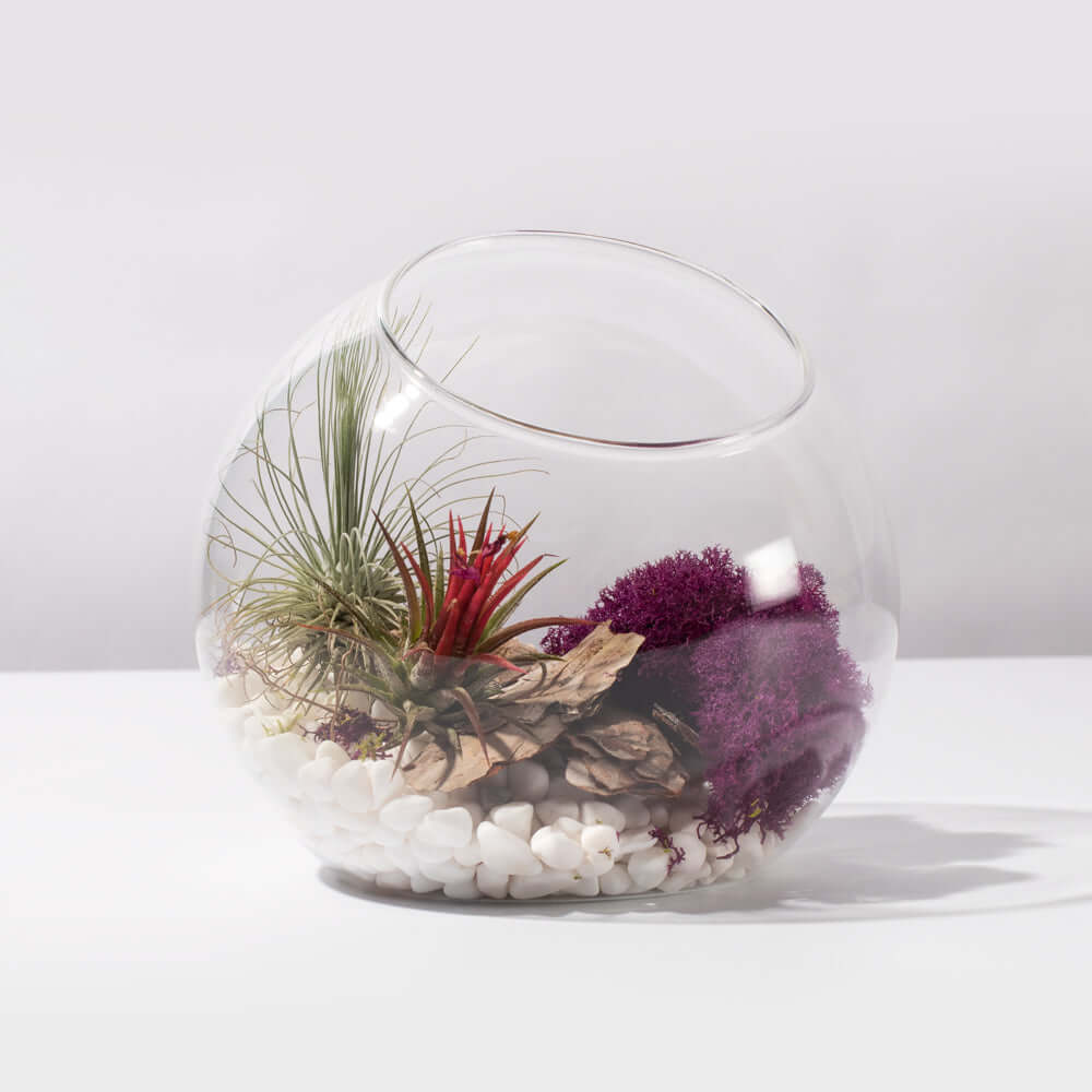 Air-Plant-Terrarium-Set