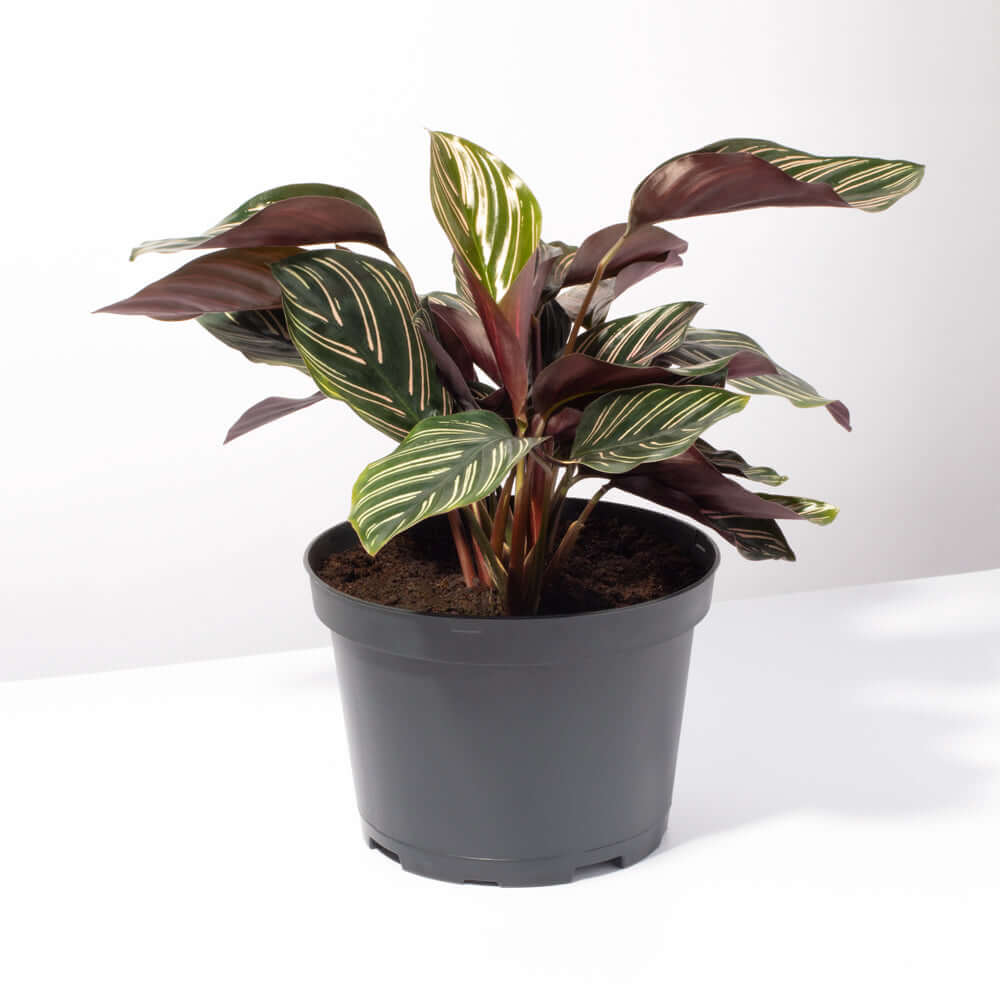 Calathea Pink Pinstripe (Ornata) – Gebetspflanze